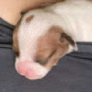 Meet your Posher, Terrie